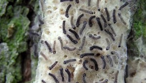 Gypsy moth infestation impacting Flamborough residents - CHCH