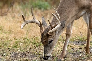 The Surprising Components That Make Up Antlers