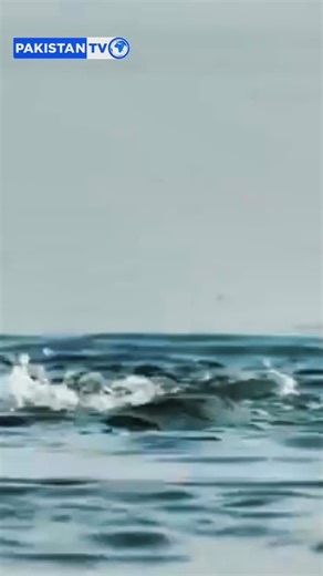 British biologist Jeremy Wade’s viral water test exposes the Ganges as heavily contaminated with faecal bacteria raising hard questions about decades of failed cleanup promises for India’s sacred river. #GangesPollution #water #ganga #India #RiverConservation #JeremyWade #PakistanTV #PakistanTVGlobal | Pakistan TV