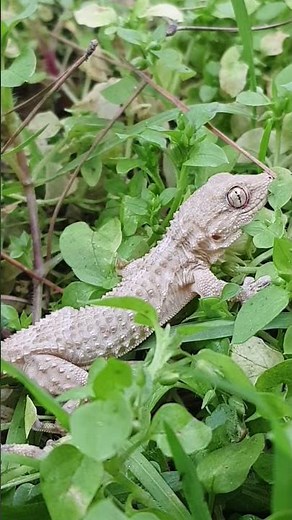 IL GECO | RETTILE PORTAFORTUNA | 02