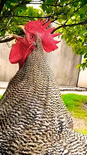 Rooster crowing sound 🐓 #poultry #Rooster #birdsounds #roostersound #chicken #roosterfarm #birds