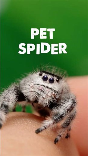 This Jumping Spider Will Cure Your Arachnophobia 🥺🕷️