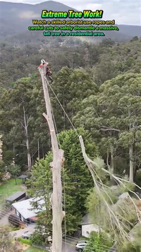 Extreme Tree Work! 🤯 Watch This Arborist Dismantle a GIANT! 🌲🧗 #shortsfeed #woodworking #diy
