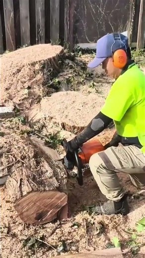 Cutting a large tree trunk using a powerful chainsaw while wearing protective gear for safety work