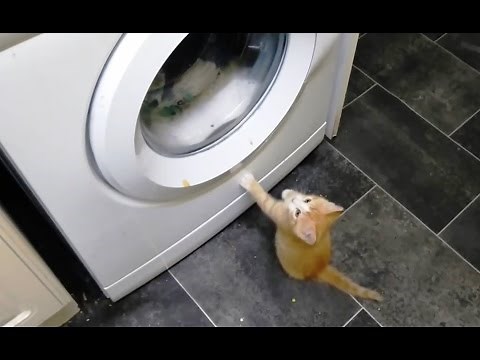 Cats vs. Washing Machines