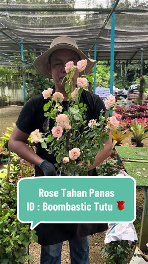 Panduan Menanam Rose Tahan Lasak dan Panas