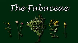 Fabaceae | Canal U