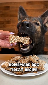 Homemade Cookies For Dogs Recipe 🍪 (Recipe card @ the end! Save this reel for future use) #dog #dogs #dogtreat #dogrecipe #recipe #germanshepherd #peanutbutter #oat #banana | Jade the Sable GSD