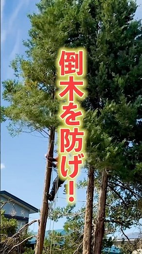 【特殊伐採】倒木を防ぐ！芯止め作業 #秋田県 #庭 #庭のお手入れ #剪定 #伐採 #大館市 #大館市愛染沢 #akita #特殊伐採 #芯止め #倒木 #不安解消 #針葉樹