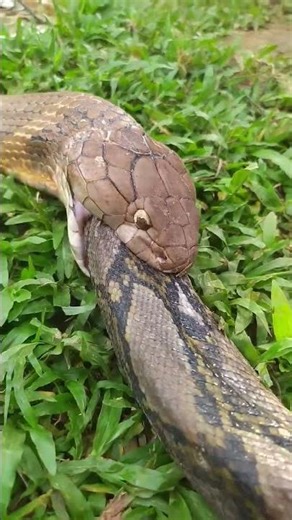 Relaxing Snake Sounds in Nature 🐍 | Calming Natural Ambience" #ytshorts #snake