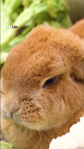 5 Cutest Rabbits in the World! 🐰❤️ #shorts