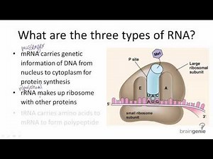 10.3.2 Three Types of RNA