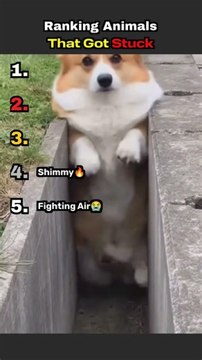 Ranked: Animals That Got Stuck