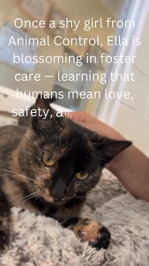Adopted!!! 🍂Meet Ella🍁 This 8 month old tortoiseshell beauty has a soft, marbled coat and gentle eyes. Ella came to Boomer’s Best Buddies from a local Animal Control, where she spent many months. Her mom and siblings were adopted while Ella waited patiently for her turn — and now it’s finally here. Ella was a shy girl who spent much of her young life in the shelter, but foster care is helped her learn what it’s like to be safe and loved in a home. After only a few days, Ella showed her gentle,