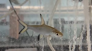 11 reactions |  Bala Shark (Silver Shark) – A sleek, active schooling fish from Southeast Asia! ⚡ Recognized by its shiny silver body and bold black-edged fins, it thrives in large, well-oxygenated aquariums. Peaceful but energetic—best kept in groups with plenty of swimming space!  | Pet Zone Tropical Fish, San Diego, California | Facebook