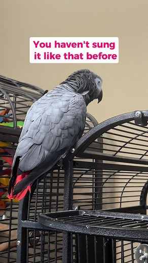 Gizmo's Journey: Training for the Remix