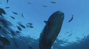 63K views · 160 shares | Generosity abounds deep underwater: free skincare, piggyback rides, and safe havens. | National Geographic Animals | Facebook