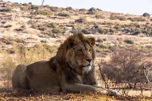 3.6K views · 367 reactions | At our LIONSROCK Big Cat Sanctuary...