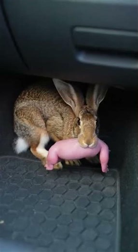 Rabbit escapes eagle attack by leaping into car with baby rabbit in its mouth #wildlife #rabbit