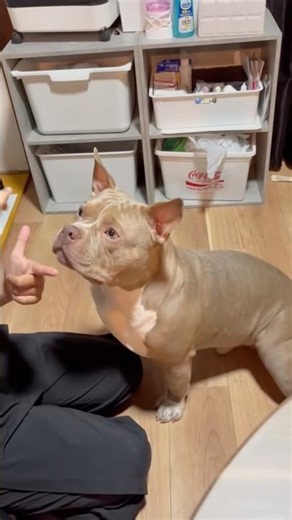 バビが初めて『アゴ』できた日！（できてるんかな！？）🤣 #アメリカンブリー #americanbully #dog #puppy #pets