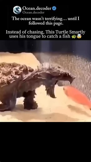 Ocean on Instagram: "This video shows a clever hunting technique used by certain turtles, especially the alligator snapping turtle. The turtle stays completely still with its mouth open and moves a small, worm-like part of its tongue. Fish mistake the tongue for food and swim closer. The moment the fish comes near, the turtle snaps its mouth shut and catches it instantly. This smart method allows the turtle to hunt without chasing, saving energy while trapping prey using deception and patience.