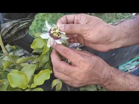 What's the BEST Pollination Method for Passion Fruit Without Bees