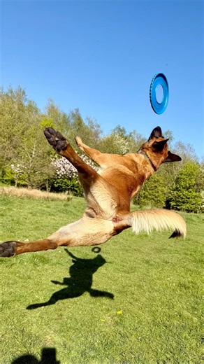 Boe and Lara, my two Belgian Malinois during training. #dogsofyoutube #malinois #belgianmalinois