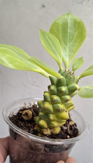 Variegated Monadenium Ritchiei Gold Rare Golden Monadenium Euphorbia Succulent Plant, Rare Plant or Gift for Plant Enthusiast and Collectors - Etsy