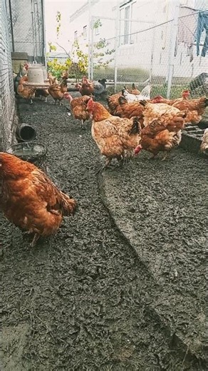 Farm Vibes | Peaceful Chicken Sounds #shorts