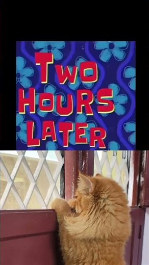 #animals #trending #zimbachannel #cat #petshub #funny #catvideos #catfunny