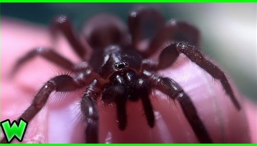 This Arizona spider web looks like a trap - and it may be hiding something deadly