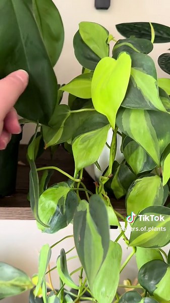 Day 14 is the philodendron cordatum! Super easy care plant! #philodendron #heartleafphilodendron #phildendronbrazil #lemonlimephilodendron #plants #planttiktok #houseplants #houseplantsoftiktok #houseplantclub #houseplantcommunity #houseplantlover #plantstuff #plantfam #plantcollection #plantseries