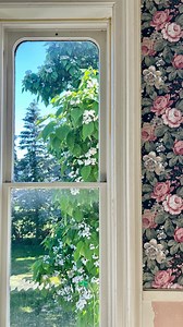 Have you heard of a Northern Catalpa Tree?! This tree blooms in our yard every June and produces the most beautiful white flowers and huge heart shaped leaves. What is your favorite tree?! | The Iron Victorian