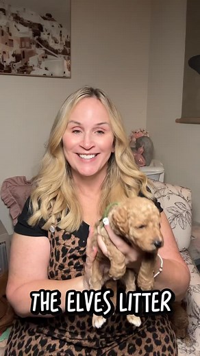 The Elves Medium Goldendoodles #goldendoodle_daily #goldendoodle #goldendoodlesofinstagram #minigoldendoodlepuppy #minigoldendoodlepuppy #thedoodhouse #minigoldendoodlesofig #puppiesofinstagram #minigoldendoodles | The Dood House