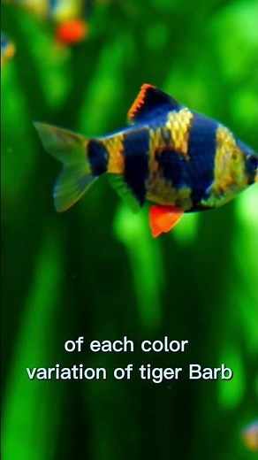 Tiger Barb Tankmates for Beginners: Safe, Fun, & Easy Picks