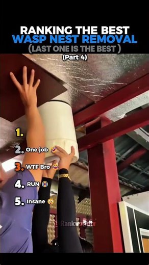 Ranking the Best Wasp Nest Removal (part 4)