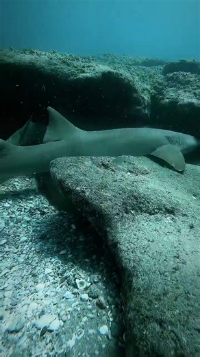 68K views · 938 reactions | Nurse shark egg case with the egg intact : @tj.marten https://www.instagram.com/tj.marten/ - #Shark #sharks #nurseshark #sharkweek #sea #ocean | Diving Specials | Facebook