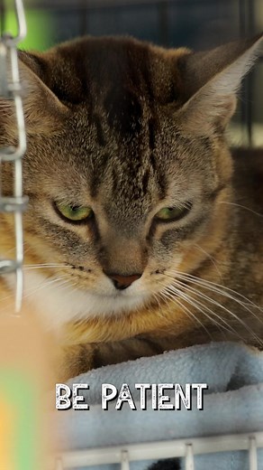 This week on ANIMAL TALK, we learn how to best integrate a cat into a multi-pet home with Dianne LaPointe from PawsWatch at the Community Cat Center. Watch the full episode at ripbs.org/animaltalk Animal Talk | Ocean State Media