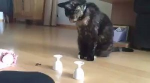 247K views · 4.5K reactions | This cat is a pro at The Shell Game...  | Tyla | Facebook