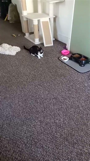 crazy Luna playing with a popcorn kernel