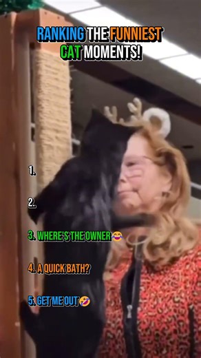 Ranking The Funniest Cat Moments😂#ranking #cats #shorts #foryou