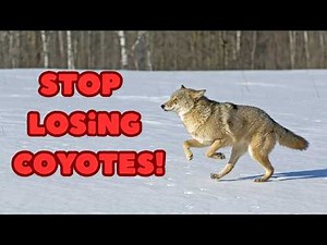 Complete Coyote Calling Strategy | Setup, Calls, and Commitment