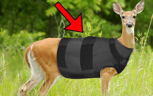 各个国家的人们，都是怎样保护动物的？