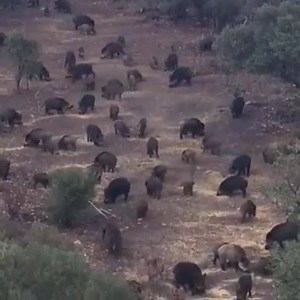 This is what is called a Honey Hole in Tejas. Who wants to take a road trip?! Tag a buddy would still miss! | Texas Hunting
