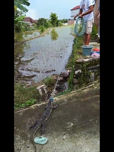 Nyambek babon berhasil di seret keluar rumah