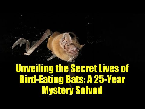 Unveiling the Secret Lives of Bird-Eating Bats: A 25-Year Mystery Solved
