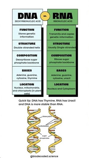 DNA vs RNA Explained🧬 | Biology Made Simple