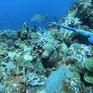 136K views · 1.4K reactions | Deep Doggie... One of my favorite things about hunting in the Bahamas is strategically using the reef for cover to close a gap on a fish. This guy didn’t see me coming until it was too late with the @neritic_diving big blue. @roganleiber #spearfishing_reviews | Spearfishing Reviews | Facebook