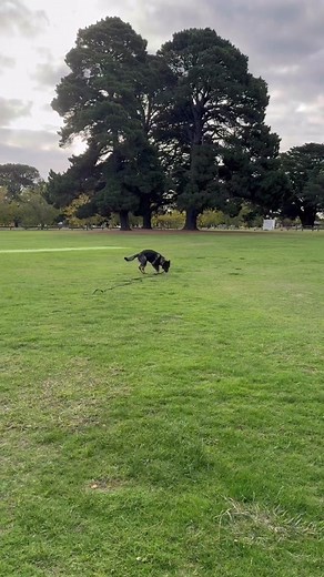 How to Teach Your Dog to Come Back When Called