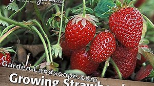 Plants: Seed sequoia from seed - cultivation and care | 2025